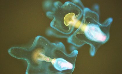 Two-week old crown-of-thorns starfish larvae under a florescence microscope. The tiny red/pink dots are microalgae food in their stomach. Image: Corinne Lawson, SCU Image of crown-of-thorns starfish larvae taken under a florescence microscope.